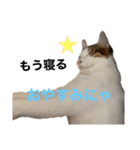M家の仲良し猫親子（個別スタンプ：1）
