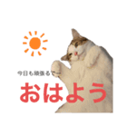 M家の仲良し猫親子（個別スタンプ：2）