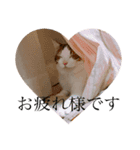 M家の仲良し猫親子（個別スタンプ：4）