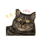 M家の仲良し猫親子（個別スタンプ：5）