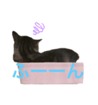 M家の仲良し猫親子（個別スタンプ：6）