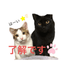 M家の仲良し猫親子（個別スタンプ：7）