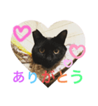 M家の仲良し猫親子（個別スタンプ：8）