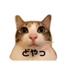きじしろさんのスタンプ あんもみ（個別スタンプ：2）