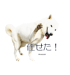 白い北海道犬カスタムスタンプ（個別スタンプ：1）