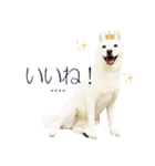白い北海道犬カスタムスタンプ（個別スタンプ：2）