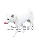 白い北海道犬カスタムスタンプ（個別スタンプ：3）