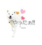 白い北海道犬カスタムスタンプ（個別スタンプ：4）