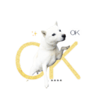 白い北海道犬カスタムスタンプ（個別スタンプ：5）