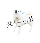 白い北海道犬カスタムスタンプ（個別スタンプ：6）