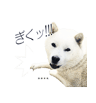 白い北海道犬カスタムスタンプ（個別スタンプ：7）