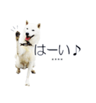 白い北海道犬カスタムスタンプ（個別スタンプ：8）