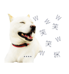 白い北海道犬カスタムスタンプ（個別スタンプ：9）
