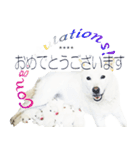 白い北海道犬カスタムスタンプ（個別スタンプ：10）