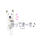 白い北海道犬カスタムスタンプ（個別スタンプ：11）