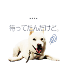 白い北海道犬カスタムスタンプ（個別スタンプ：12）