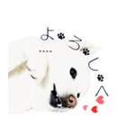 白い北海道犬カスタムスタンプ（個別スタンプ：13）