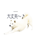 白い北海道犬カスタムスタンプ（個別スタンプ：14）