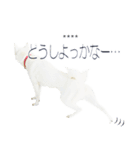 白い北海道犬カスタムスタンプ（個別スタンプ：15）