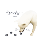 白い北海道犬カスタムスタンプ（個別スタンプ：16）