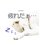 白い北海道犬カスタムスタンプ（個別スタンプ：17）