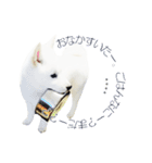 白い北海道犬カスタムスタンプ（個別スタンプ：18）