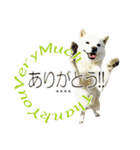 白い北海道犬カスタムスタンプ（個別スタンプ：19）