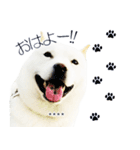 白い北海道犬カスタムスタンプ（個別スタンプ：20）