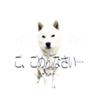 白い北海道犬カスタムスタンプ（個別スタンプ：21）
