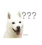 白い北海道犬カスタムスタンプ（個別スタンプ：22）