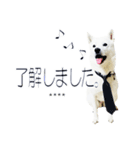 白い北海道犬カスタムスタンプ（個別スタンプ：23）