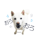 白い北海道犬カスタムスタンプ（個別スタンプ：24）