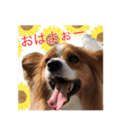 愛犬樹里のスタンプパート2（個別スタンプ：1）