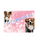 愛犬樹里のスタンプパート2（個別スタンプ：2）