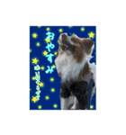 愛犬樹里のスタンプパート2（個別スタンプ：3）
