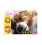 愛犬樹里のスタンプパート2（個別スタンプ：4）