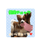 愛犬樹里のスタンプパート2（個別スタンプ：7）
