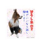 愛犬樹里のスタンプパート2（個別スタンプ：8）