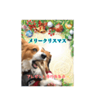 愛犬樹里のスタンプパート2（個別スタンプ：9）