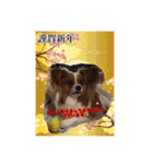 愛犬樹里のスタンプパート2（個別スタンプ：10）