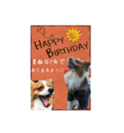 愛犬樹里のスタンプパート2（個別スタンプ：11）