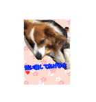 愛犬樹里のスタンプパート2（個別スタンプ：14）