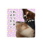 愛犬樹里のスタンプパート2（個別スタンプ：15）