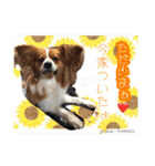 愛犬樹里のスタンプパート2（個別スタンプ：16）