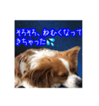 愛犬樹里のスタンプパート2（個別スタンプ：18）