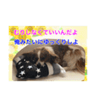 愛犬樹里のスタンプパート2（個別スタンプ：20）