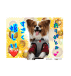 愛犬樹里のスタンプパート2（個別スタンプ：21）