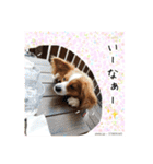 愛犬樹里のスタンプパート2（個別スタンプ：22）