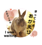 動物たちに秋が来た！by 英語チノカフェ（個別スタンプ：1）