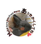 動物たちに秋が来た！by 英語チノカフェ（個別スタンプ：3）